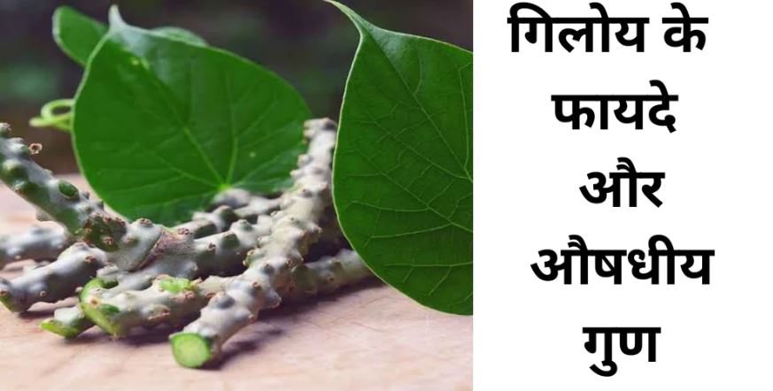 Benefits Of Giloy In Hindi